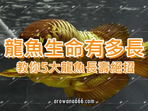 銀龍魚壽命|銀龍魚的壽命多久，能長多大